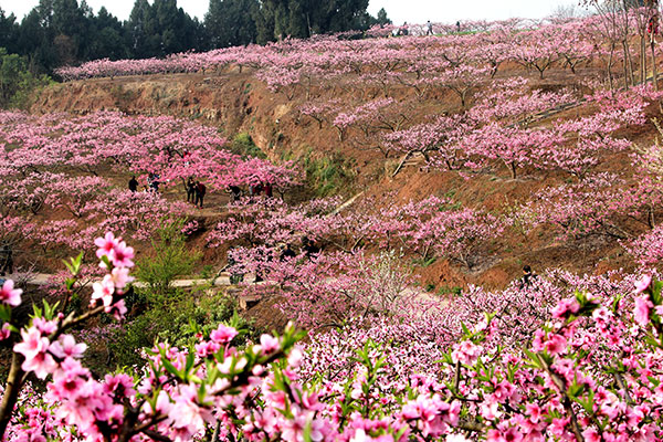 图片默认标题_fororder_3