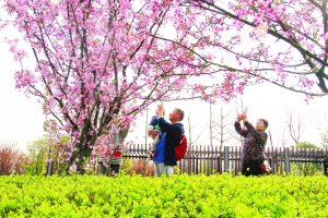 （旅游）贵阳双龙生态公园—— 樱花盛开迎客来