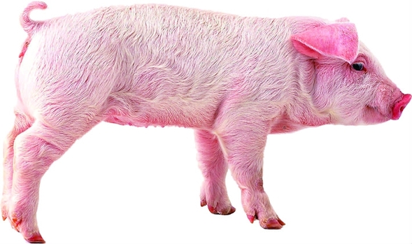 黑龙江省发布《非洲猪瘟防控明白纸》解答社会各界最关心的相关问题