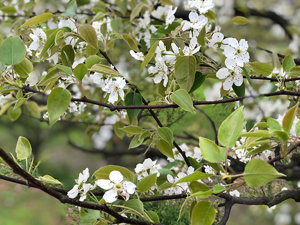 图片默认标题_fororder_2