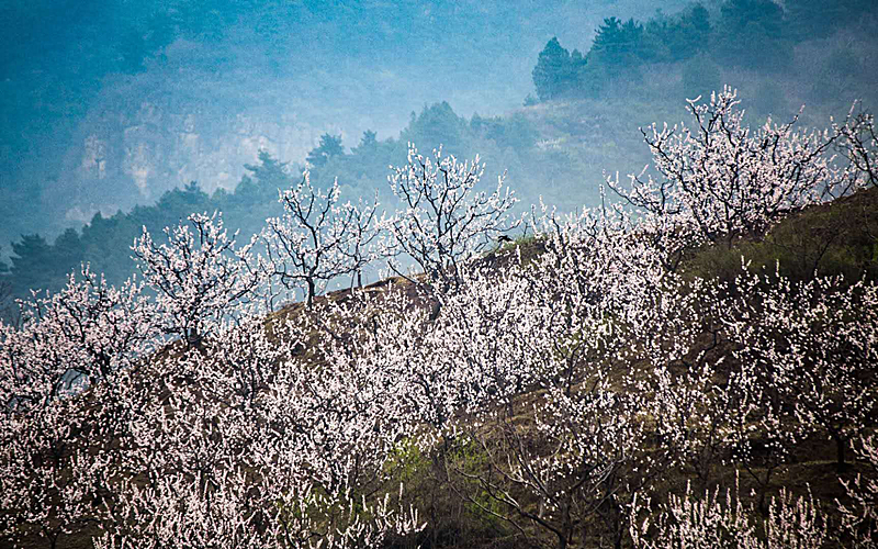 北京平谷百花季 杏花朵朵迎客来
