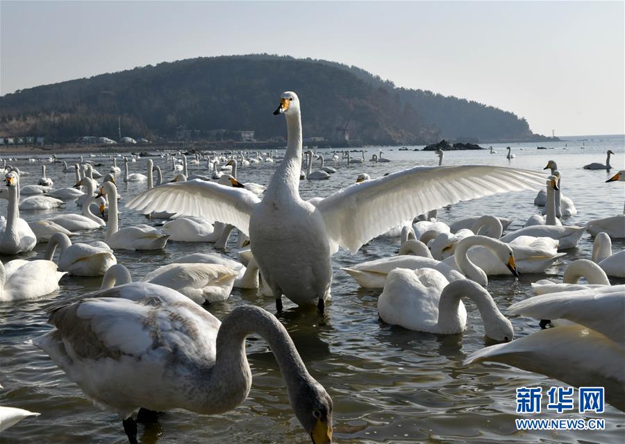 山东荣成:美丽的天鹅海湾 山东荣成:美丽的天鹅海湾