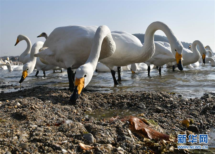 山东荣成:美丽的天鹅海湾 山东荣成:美丽的天鹅海湾