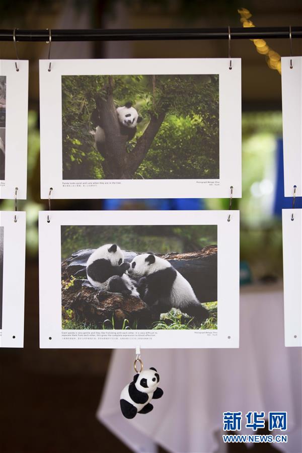 オーストラリアで周孟棋氏のパンダ写真展が開催 中国国際放送局