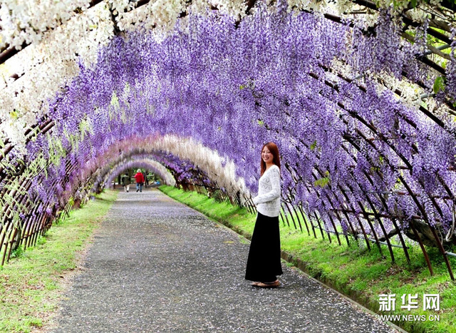 实拍日本绝美紫藤隧道