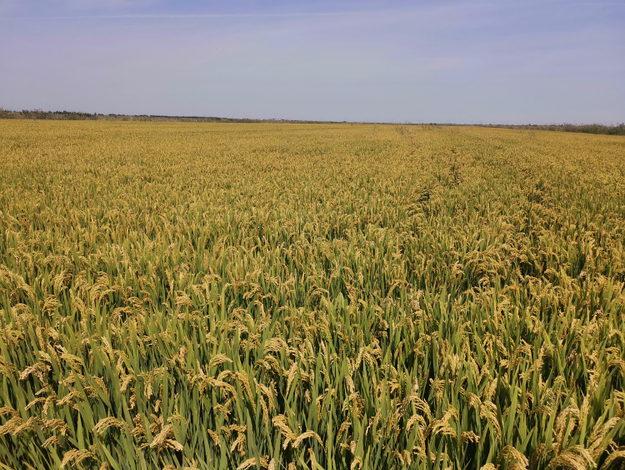潍坊：5万亩海水稻平均亩产625.3公斤 比去年增加100公斤