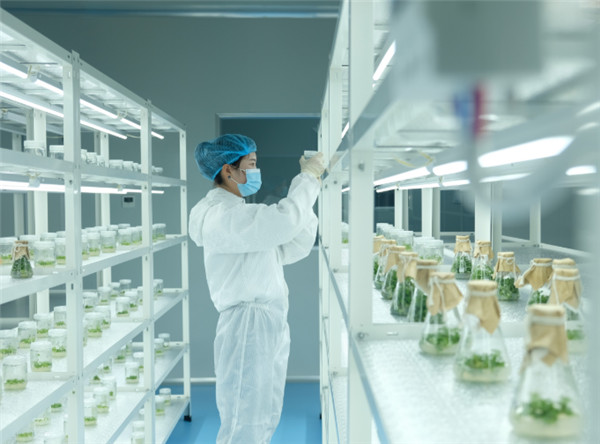 陝西省澄城県 さくらんぼで村おこしを