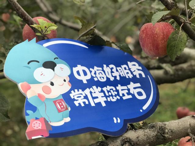 中海苹果采摘季圆满结束