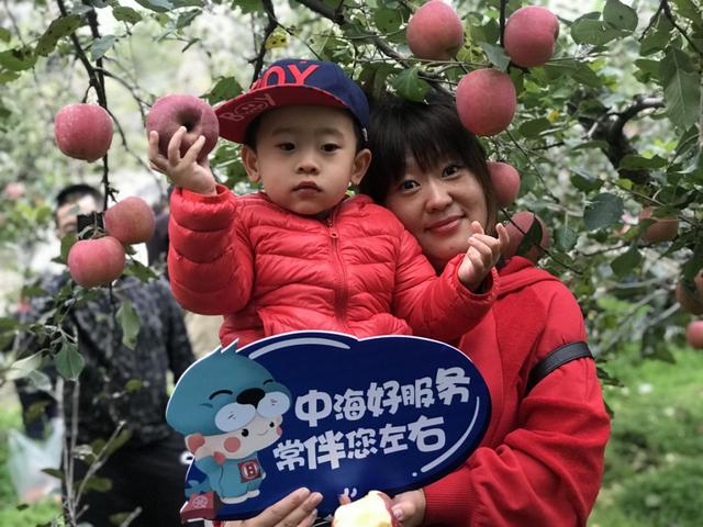 中海苹果采摘季圆满结束