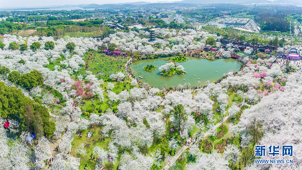 赏樱正当时！武汉东湖樱园万株樱花盛开