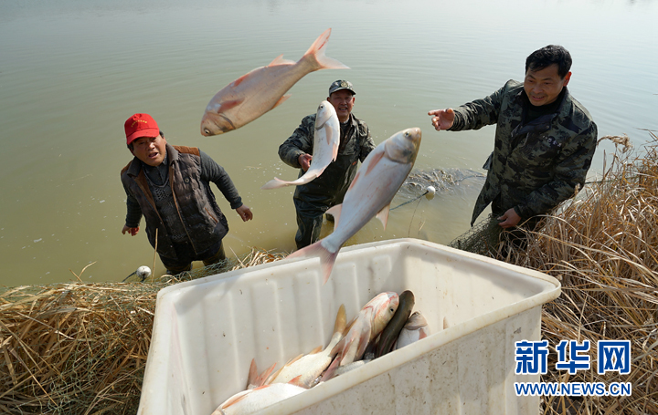 安徽：冬捕分鱼迎新 村民免费领鱼