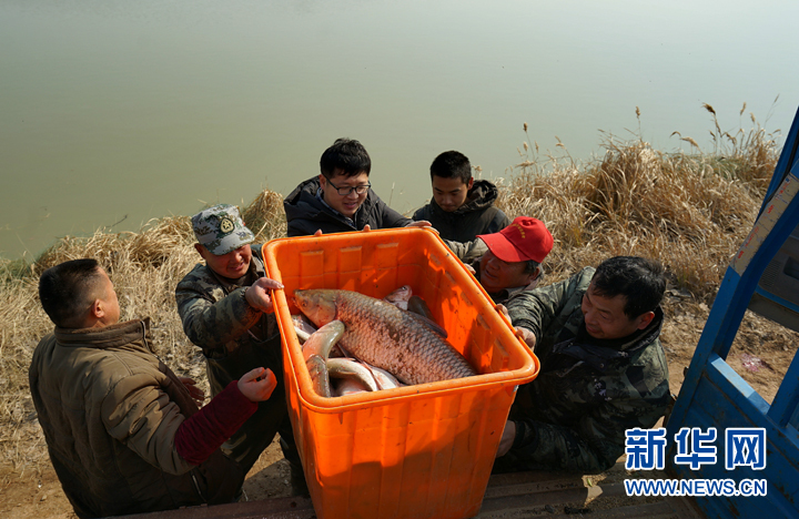 安徽：冬捕分鱼迎新 村民免费领鱼