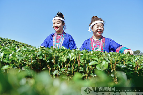 三江县：创新发展模式 “茶叶＋刺绣”助脱贫