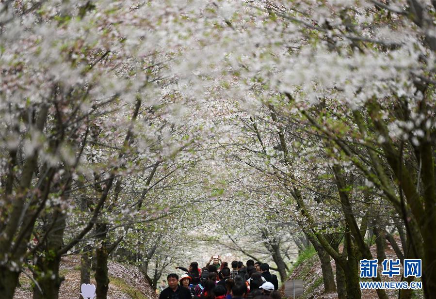 贵州贵安新区：樱花如雪春正好