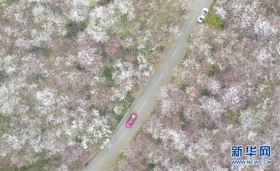 贵州贵安新区：樱花如雪春正好