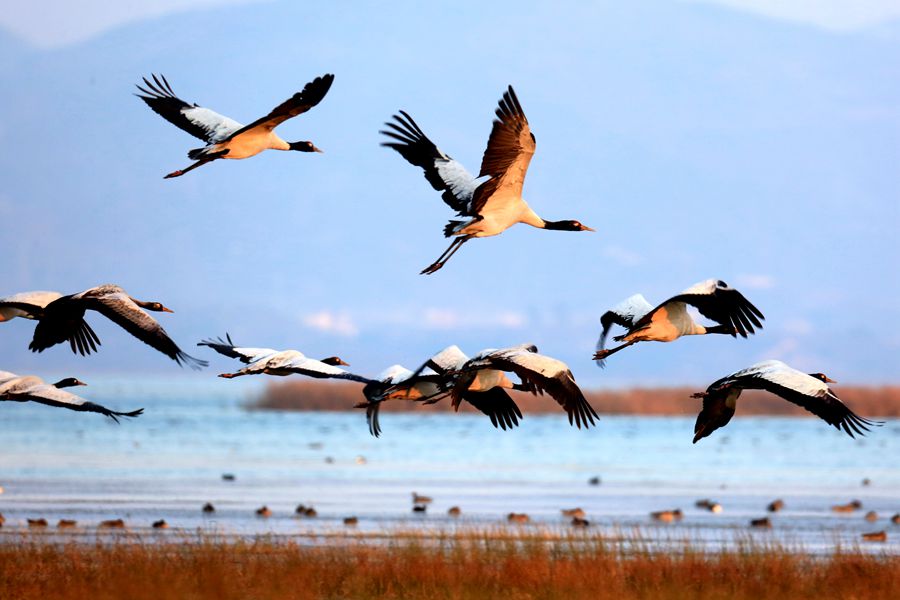 贵州威宁：黑颈鹤飞抵草海（组图）