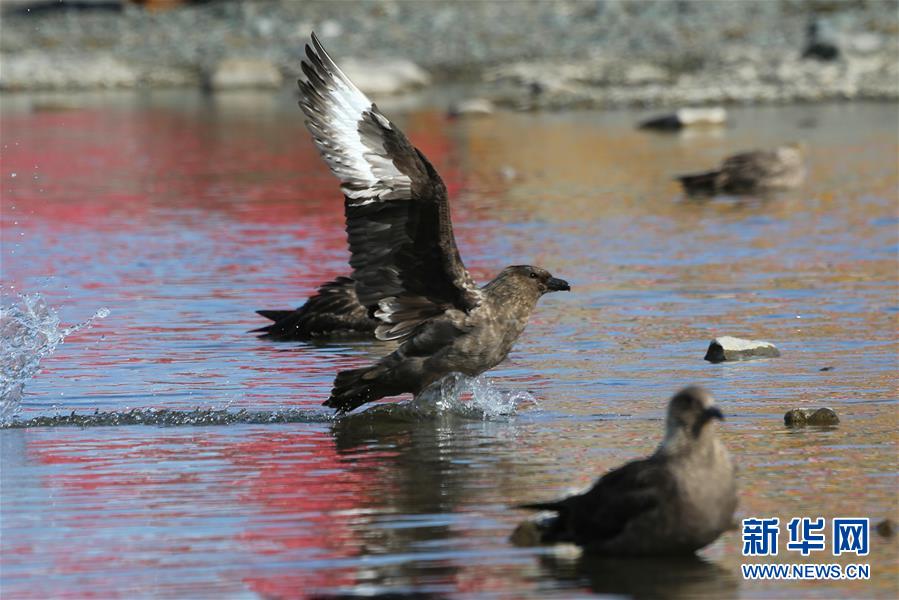 [新华网]与自然和谐相处：南极长城站的企鹅与贼鸥
