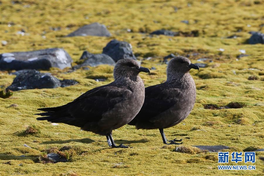 [新华网]与自然和谐相处：南极长城站的企鹅与贼鸥
