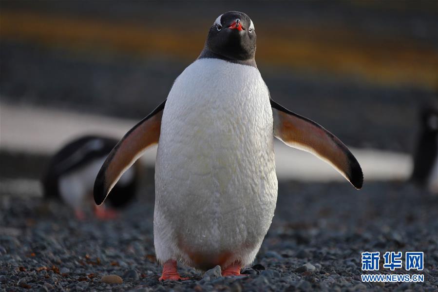 [新华网]与自然和谐相处：南极长城站的企鹅与贼鸥