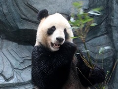 大熊猫黄山“安新家”