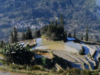 冬日云南哈尼梯田美景如画