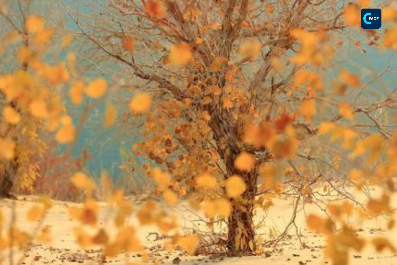 ท่องเที่ยวซินเจียง: ต้นหูหยางสีเหลืองทองผืนหนึ่งริมทะเลทรายที่ใหญ่ที่สุดในจีน