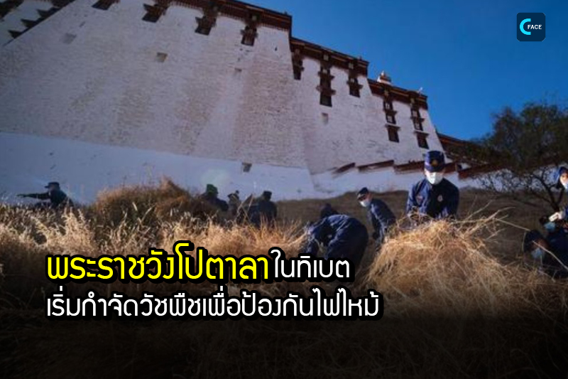 พระราชวังโปตาลาในทิเบตเริ่มปฏิบัติการกำจัดวัชพืชเพื่อป้องกันไฟไหม้