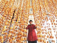 富平柿饼喜上市_fororder_shibing