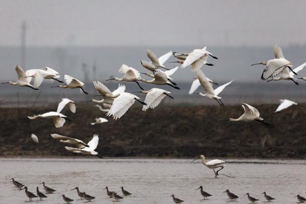 鄱陽湖「国際渡り鳥観賞週間」開催＝江西九江