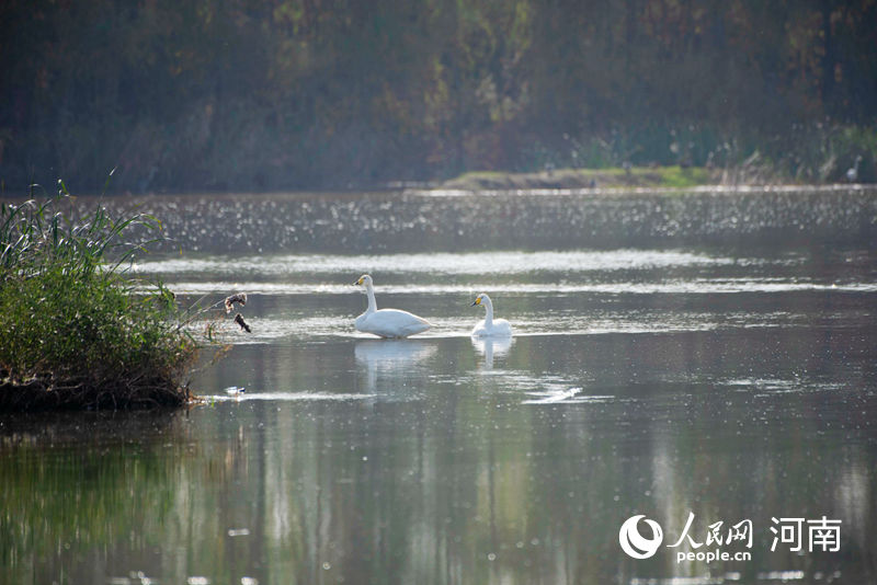 南阳内乡：白天鹅首次现身湍河湿地