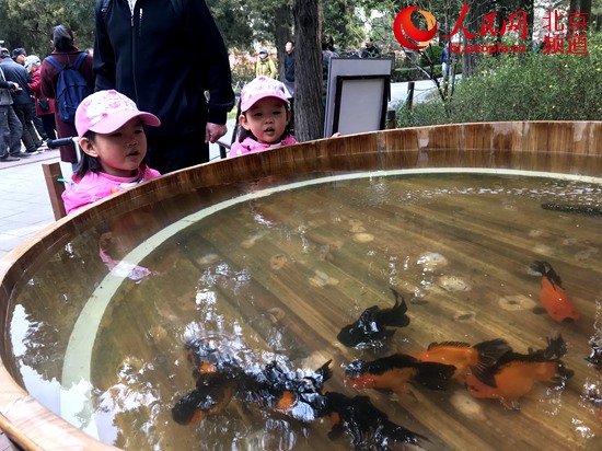 北京景山公园春季文化活动明日开幕 “木海观鱼”提前亮相