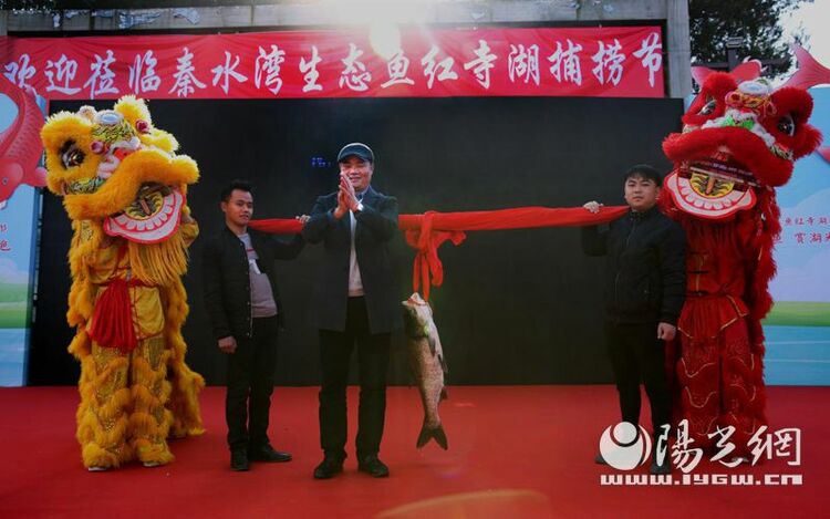 1条鱼8800元“秦水湾”生态鱼首网4.5万斤售罄