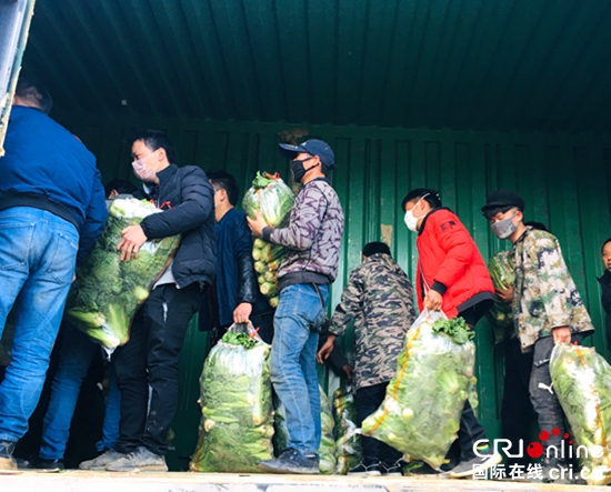 贵州大方：安乐乡菜农向武汉捐赠50余吨爱心蔬菜