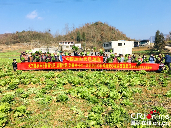贵州大方：安乐乡菜农向武汉捐赠50余吨爱心蔬菜