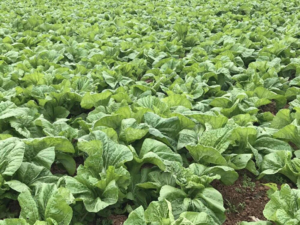 图片默认标题_fororder_1