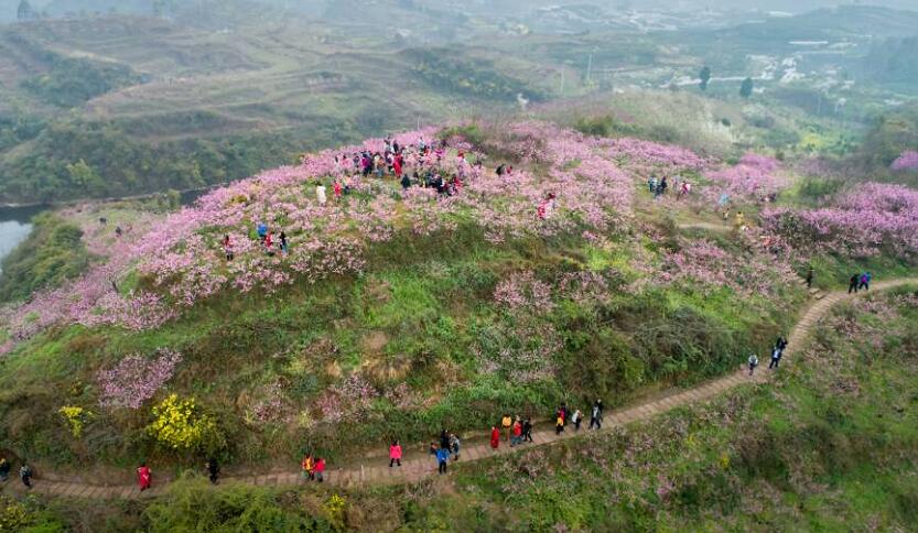 天府之春|眉山丹棱:春光无限好 桃花山下品春橘