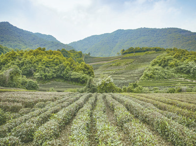 荒地变良田 农民心里甜