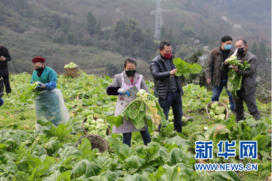 重庆武隆50吨优质高山蔬菜驰援湖北夷陵于13日晚抵达