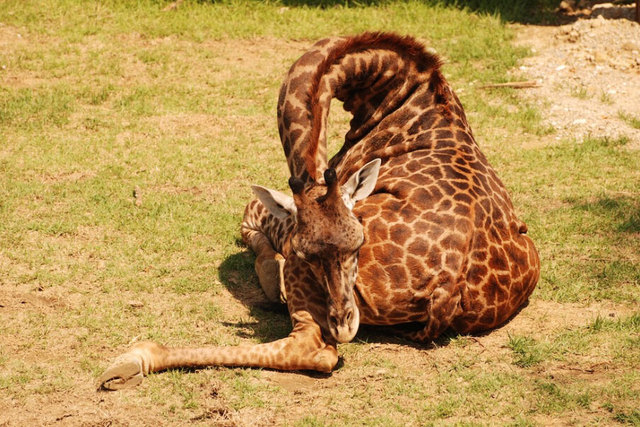英媒公开长颈鹿罕见睡姿