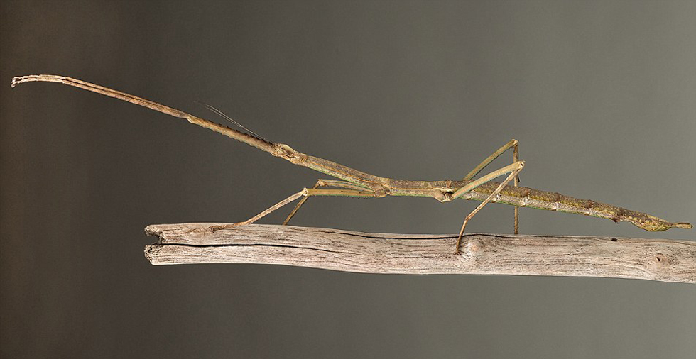 盘点2015年十大新物种 包括翻滚蜘蛛和巨型竹节虫