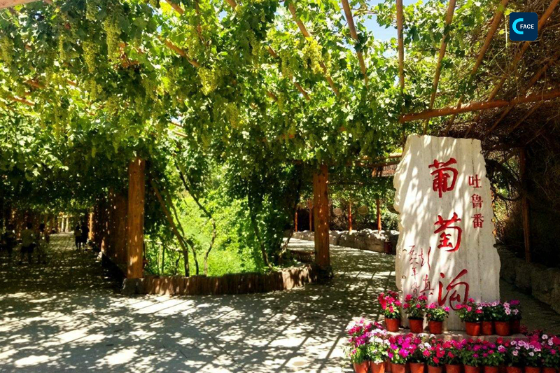 ท่องเที่ยวซินเจียง--เขตท่องเที่ยวหุบเขาองุ่น (Grape Valley)