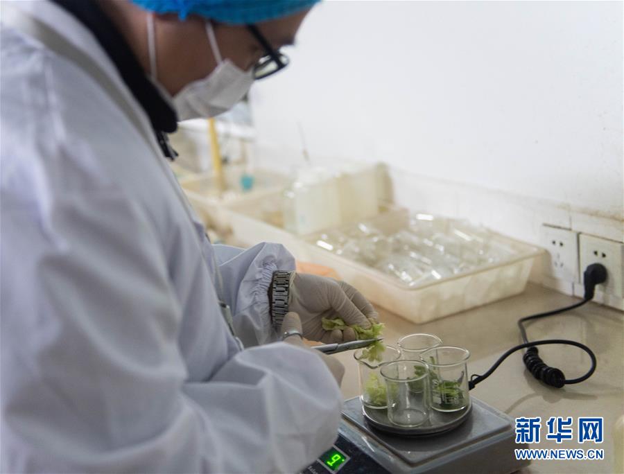 「新华网」守护“菜篮子”安全