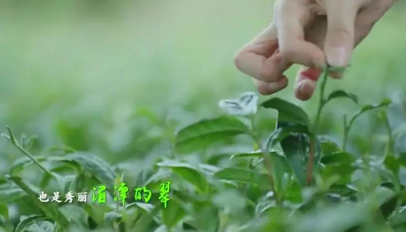 (要闻)杯中一盏茶,多彩贵州情