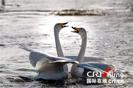 白天鹅为辽宁北票带来“天鹅经济” 成为当地特色风景