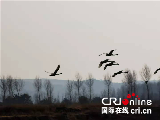 白天鹅为辽宁北票带来“天鹅经济” 成为当地特色风景