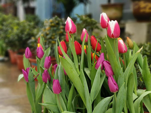 图片默认标题_fororder_现场花朵美丽绽放（成都新都区委宣传部-供图）