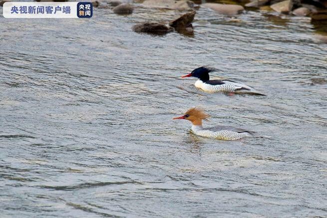 「鳥の世界のジャイアントパンダ」コウライアイサ再び現る