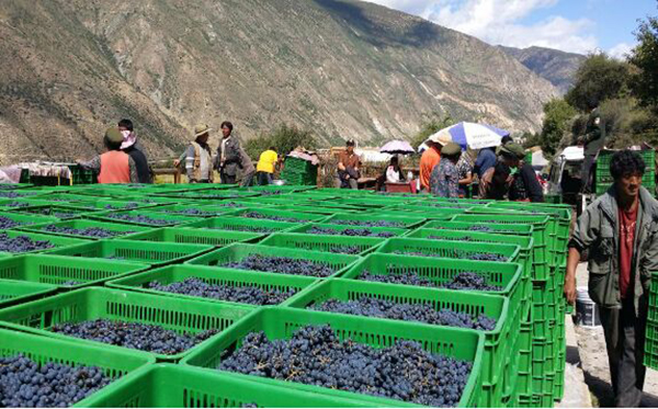 图片默认标题_fororder_葡萄丰收-供图-乡城县委宣传部