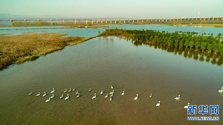 河南灵宝：生态湿地美如画 天鹅云集舞蹁跹