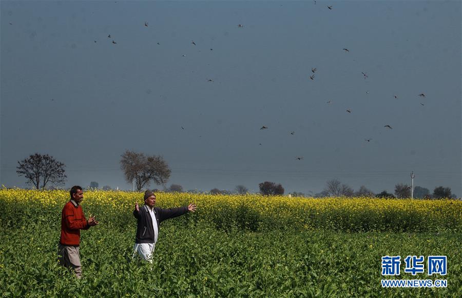 新华网：印度北部蝗灾肆虐